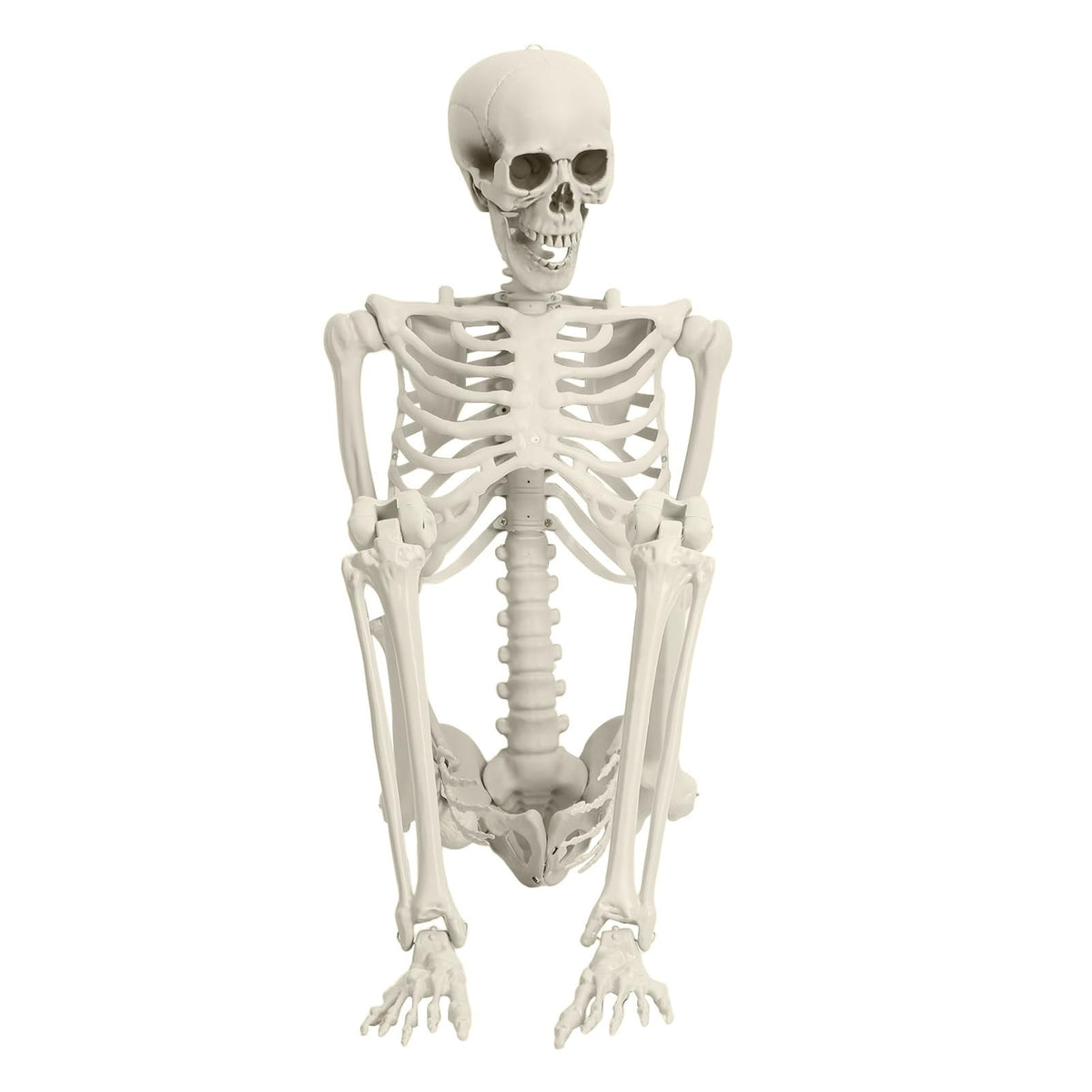 Full Size Movable Posable Skeleton X231709