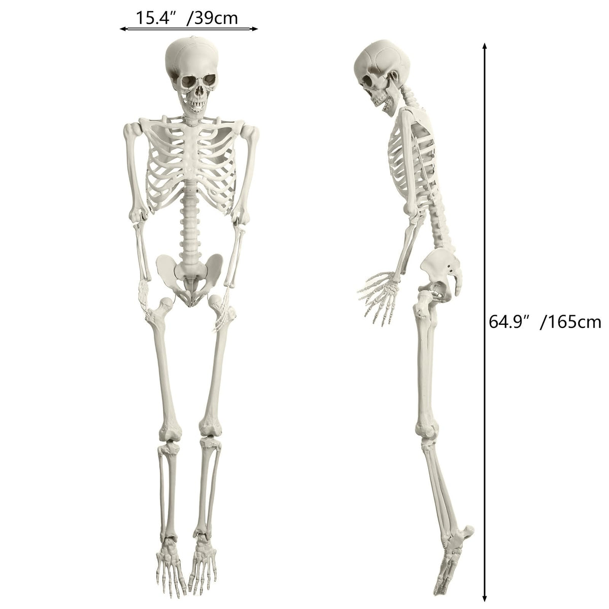 Full Size Movable Posable Skeleton X231709