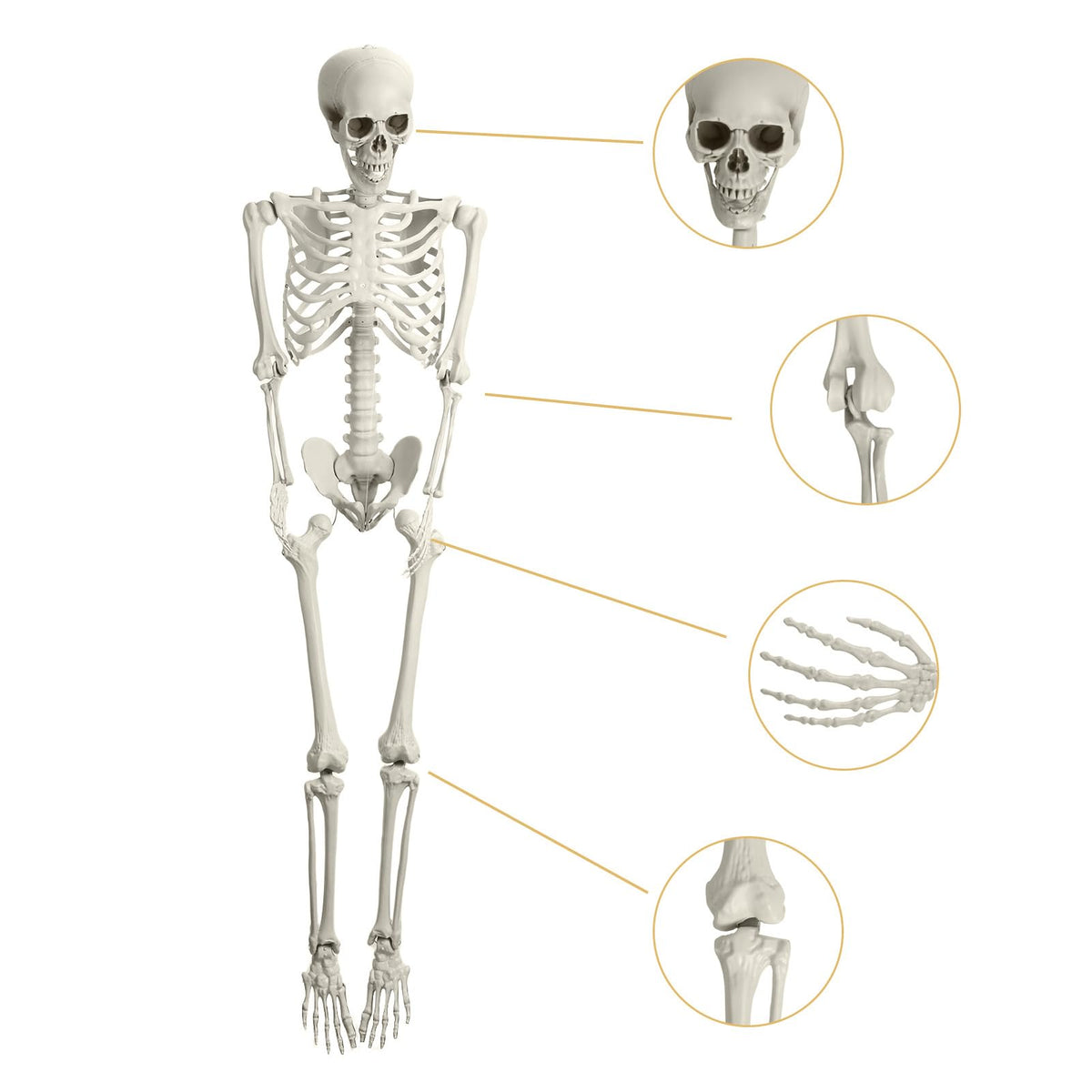 Full Size Movable Posable Skeleton X231709