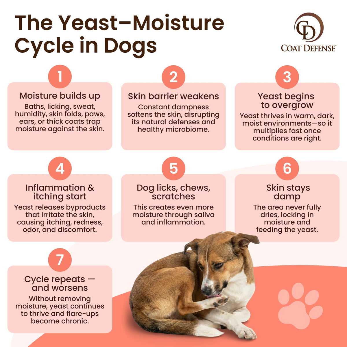 Daily Preventative Powder & Shampoo for Dogs C434805